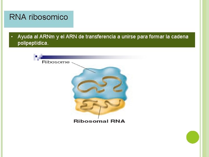 RNA ribosomico • Ayuda al ARNm y el ARN de transferencia a unirse para
