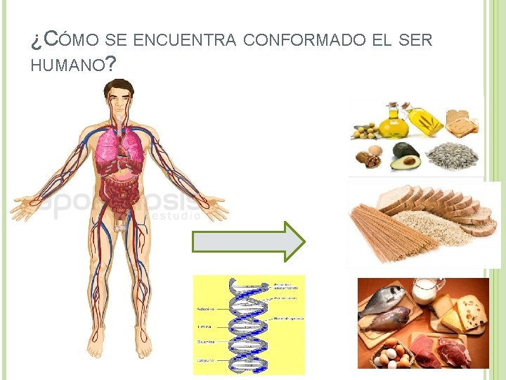 ¿CÓMO SE ENCUENTRA CONFORMADO EL SER HUMANO? 