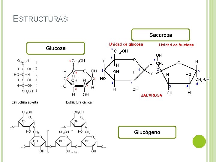 ESTRUCTURAS Sacarosa Glucógeno 