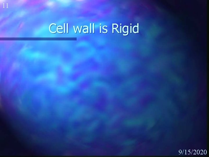 11 Cell wall is Rigid 9/15/2020 