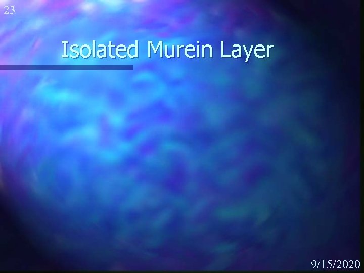 23 Isolated Murein Layer 9/15/2020 