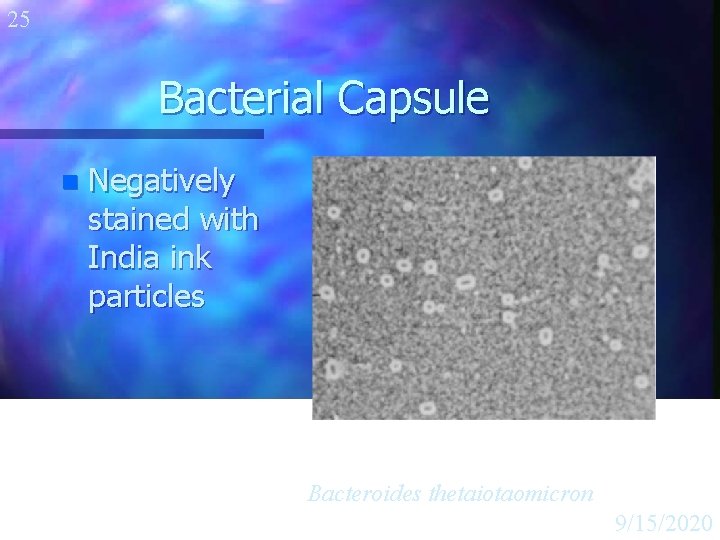 25 Bacterial Capsule n Negatively stained with India ink particles Bacteroides thetaiotaomicron 9/15/2020 