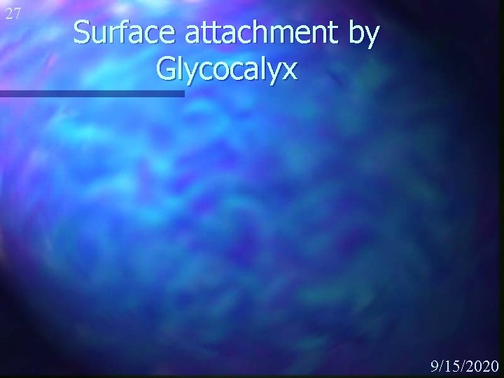 27 Surface attachment by Glycocalyx 9/15/2020 