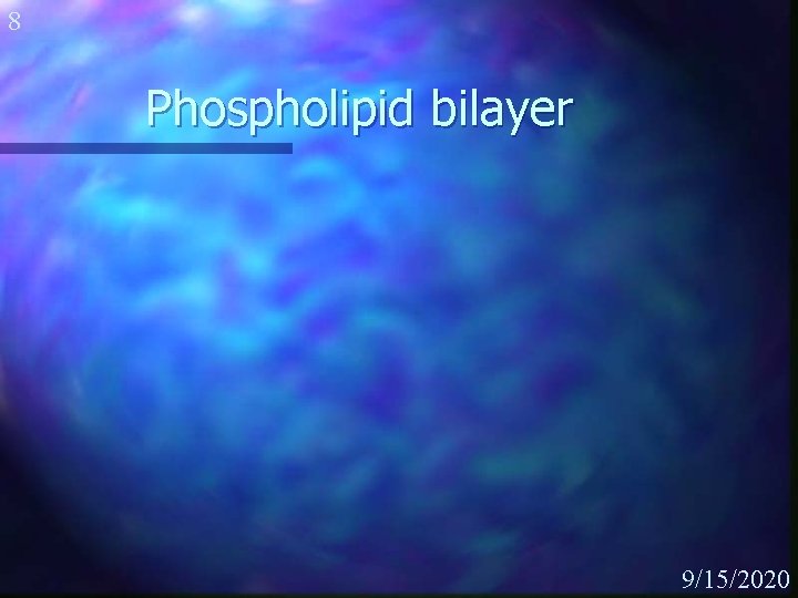 8 Phospholipid bilayer 9/15/2020 