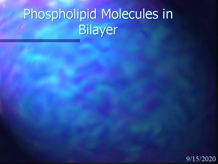 9 Phospholipid Molecules in Bilayer 9/15/2020 