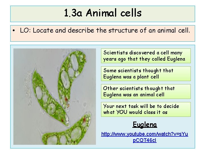 1. 3 a Animal cells • LO: Locate and describe the structure of an