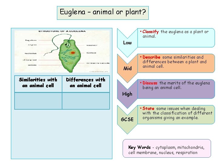 Euglena – animal or plant? • Classify the euglena as a plant or animal.