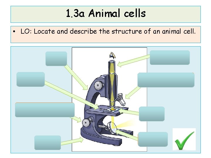 1. 3 a Animal cells • LO: Locate and describe the structure of an