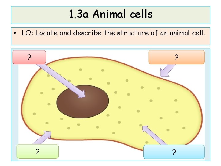 1. 3 a Animal cells • LO: Locate and describe the structure of an