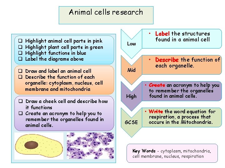 Animal cells research q q Highlight animal cell parts in pink Highlight plant cell