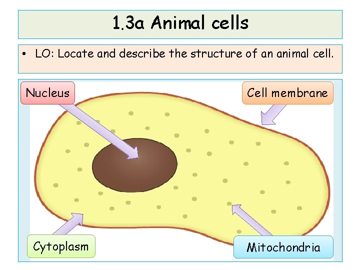 1. 3 a Animal cells • LO: Locate and describe the structure of an