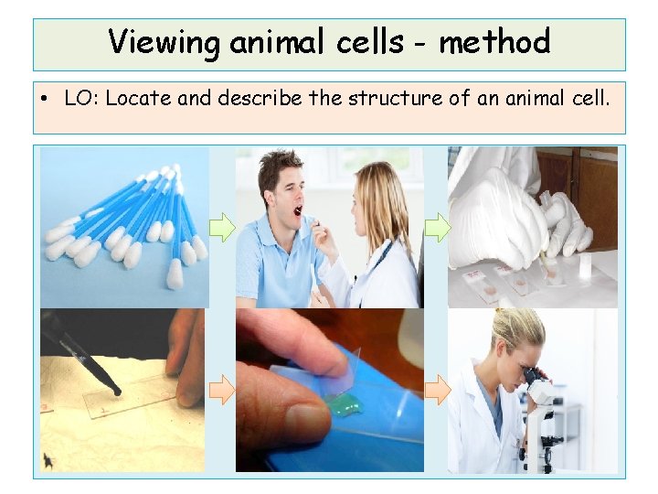Viewing animal cells - method • LO: Locate and describe the structure of an