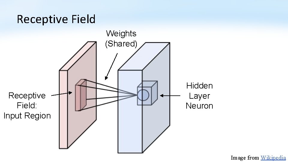 Receptive Field Weights (Shared) Receptive Field: Input Region Hidden Layer Neuron Image from Wikipedia