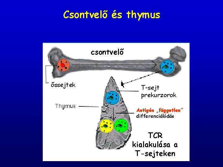 Csontvelő és thymus csontvelő őssejtek T-sejt prekurzorok Antigén „független” differenciálódás TCR kialakulása a T-sejteken