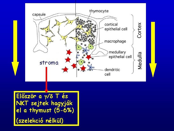 stroma Először a / T és NKT sejtek hagyják el a thymust (5 -6%)