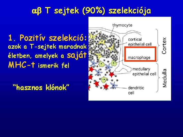  T sejtek (90%) szelekciója 1. Pozitív szelekció: azok a T-sejtek maradnak életben, amelyek