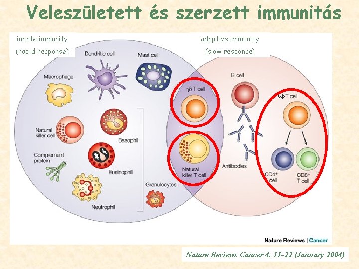 Veleszületett és szerzett immunitás innate immunity adaptive immunity (rapid response) (slow response) Nature Reviews