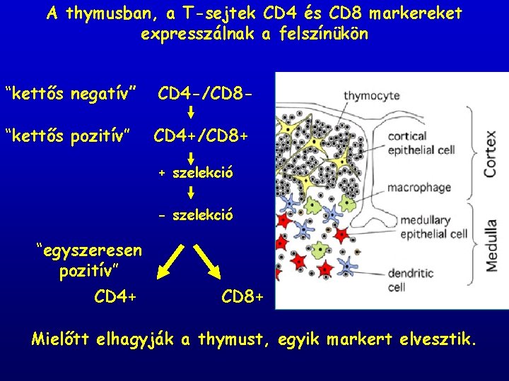 A thymusban, a T-sejtek CD 4 és CD 8 markereket expresszálnak a felszínükön “kettős