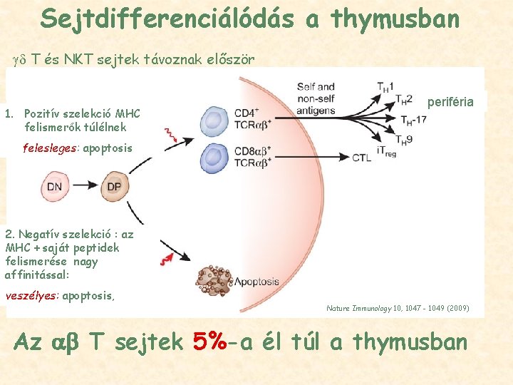 Sejtdifferenciálódás a thymusban T és NKT sejtek távoznak először 1. Pozitív szelekció MHC felismerők