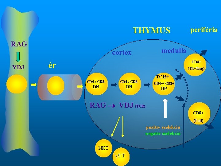 THYMUS RAG cortex VDJ periféria medulla CD 4+ ér (Th+Treg) TCR+ CD 4 -/