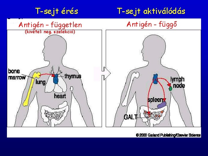T-sejt érés Antigén – független (kivétel: neg. szelekció) T-sejt aktiválódás Antigén - függő 
