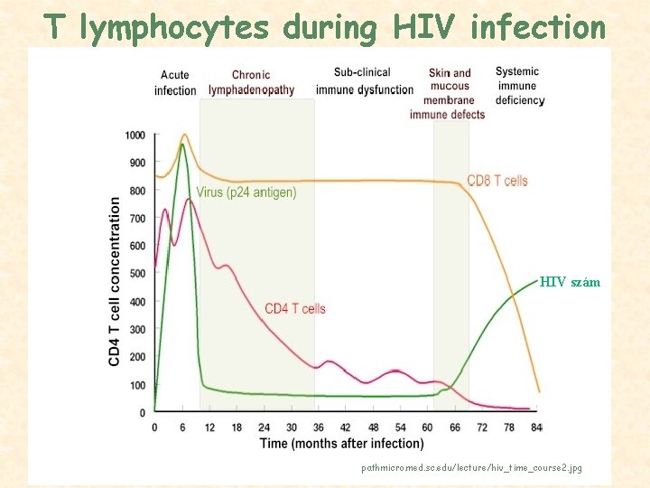 T lymphocytes during HIV infection HIV szám pathmicro. med. sc. edu/lecture/hiv_time_course 2. jpg 