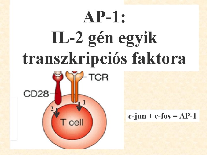 AP-1: IL-2 gén egyik transzkripciós faktora Signal 1: c-jun Signal 2: c-fos 2 1