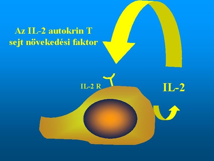 Az IL-2 autokrin T sejt növekedési faktor IL-2 R IL-2 