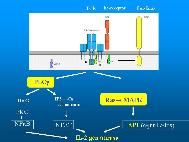 TCR ko-receptor foszfatáz PLC DAG IP 3 →Ca →calcineurin Ras→ MAPK PKC NF B