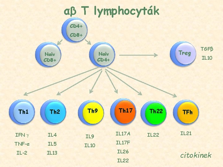 αβ T lymphocyták CD 4+ CD 8+ Naiv CD 4+ Naiv CD 8+ Th