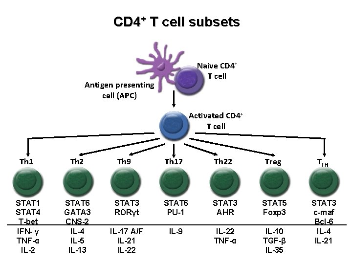 CD 4+ T cell subsets Naive CD 4+ T cell Antigen presenting cell (APC)