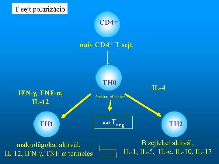 T sejt polarizáció CD 4+ naiv CD 4 + T sejt TH 0 IFN-