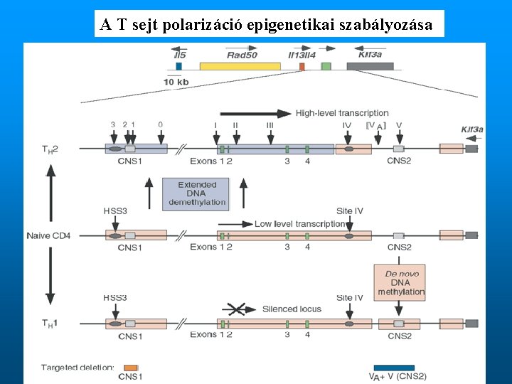 A T sejt polarizáció epigenetikai szabályozása 