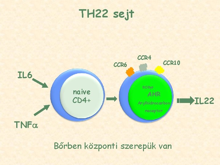 TH 22 sejt CCR 6 CCR 4 CCR 10 IL 6 naive CD 4+