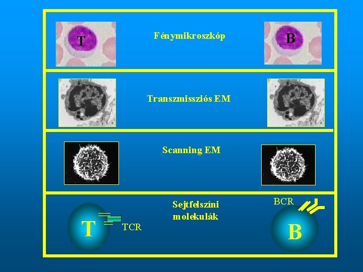 Fénymikroszkóp T B Transzmissziós EM Scanning EM T TCR Sejtfelszíni molekulák BCR B 