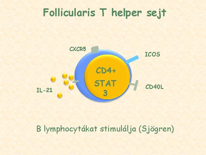 Follicularis T helper sejt CXCR 5 ICOS CD 4+ IL-21 STAT 3 CD 40