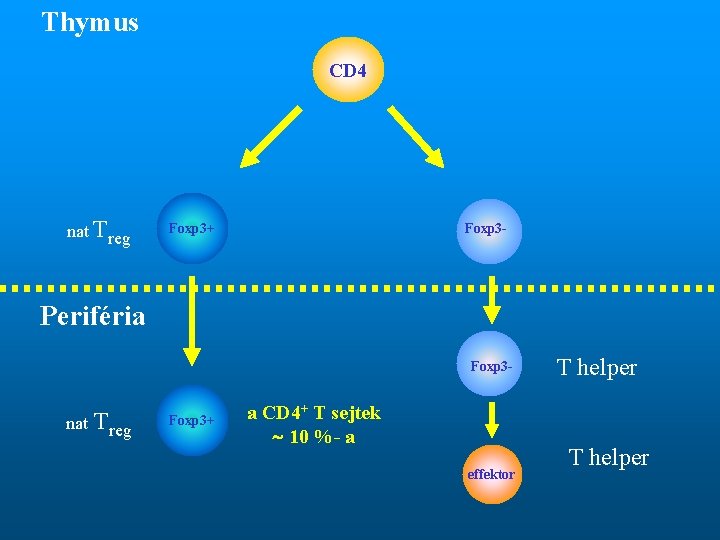 Thymus CD 4 nat Treg Foxp 3 - Foxp 3+ Periféria Foxp 3 -