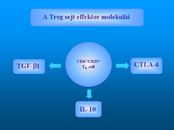 A Treg sejt effektor molekulái TGF- 1 CD 4+/CD 25+ TR cell IL-10 CTLA-4