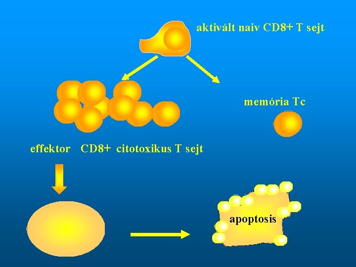 aktivált naiv CD 8+ T sejt memória Tc effektor CD 8+ citotoxikus T sejt