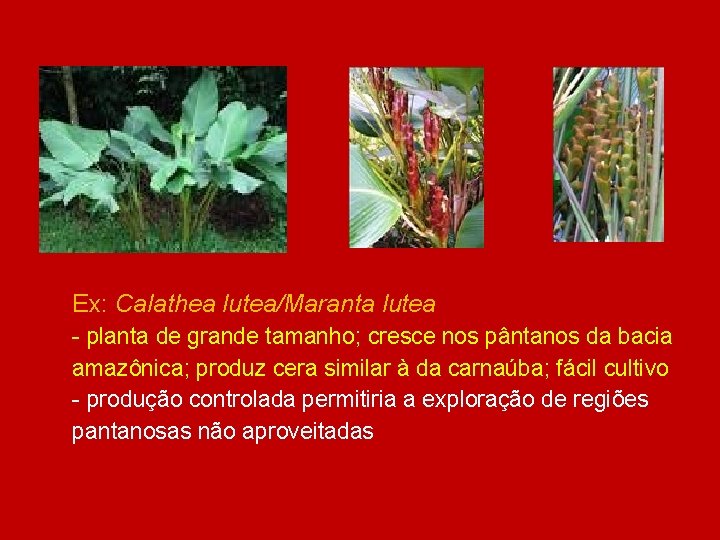 Ex: Calathea lutea/Maranta lutea - planta de grande tamanho; cresce nos pântanos da bacia