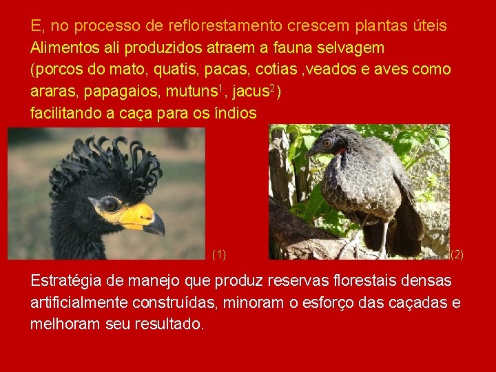 E, no processo de reflorestamento crescem plantas úteis Alimentos ali produzidos atraem a fauna