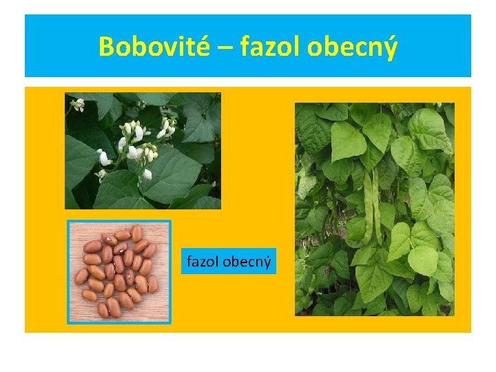 Bobovité – fazol obecný 