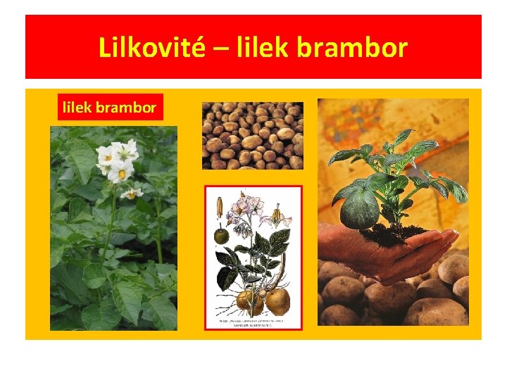 Lilkovité – lilek brambor 