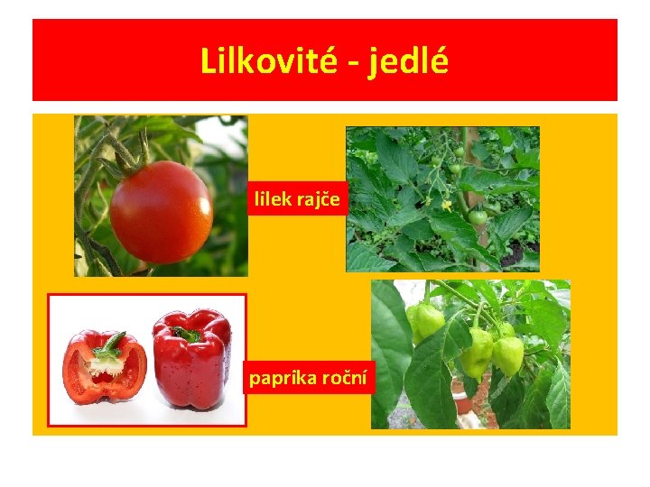 Lilkovité - jedlé lilek rajče paprika roční 