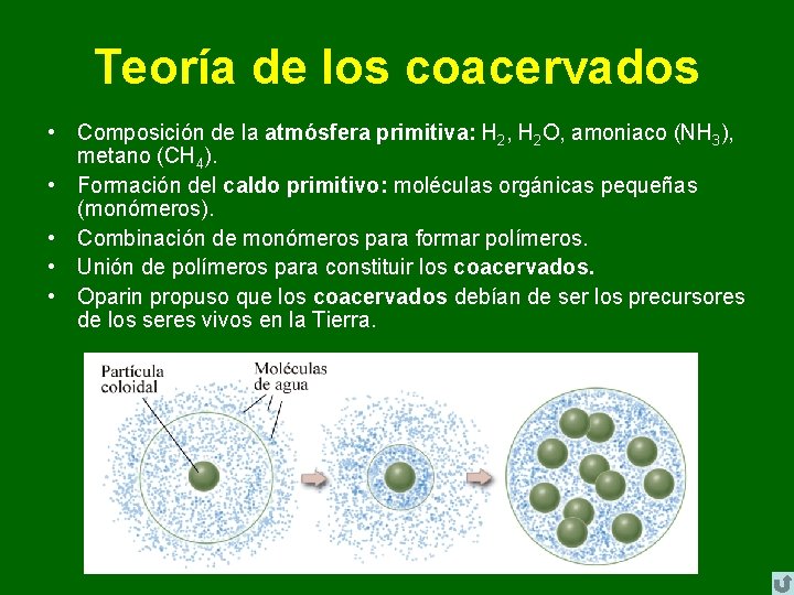 Teoría de los coacervados • Composición de la atmósfera primitiva: H 2, H 2