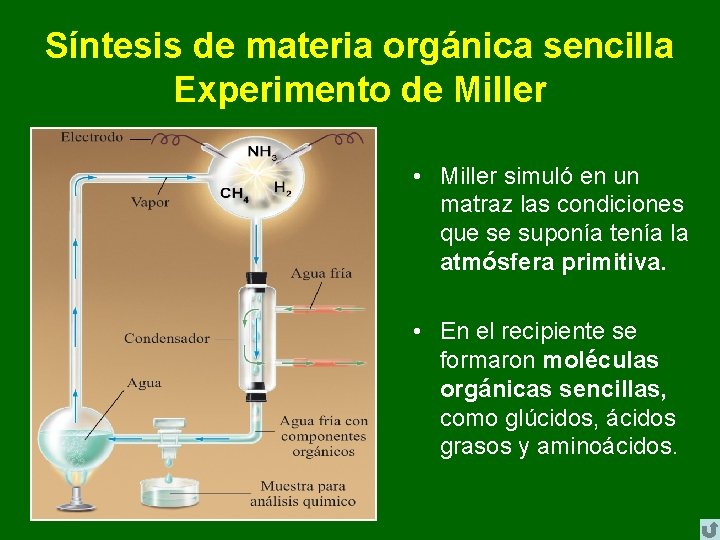Síntesis de materia orgánica sencilla Experimento de Miller • Miller simuló en un matraz