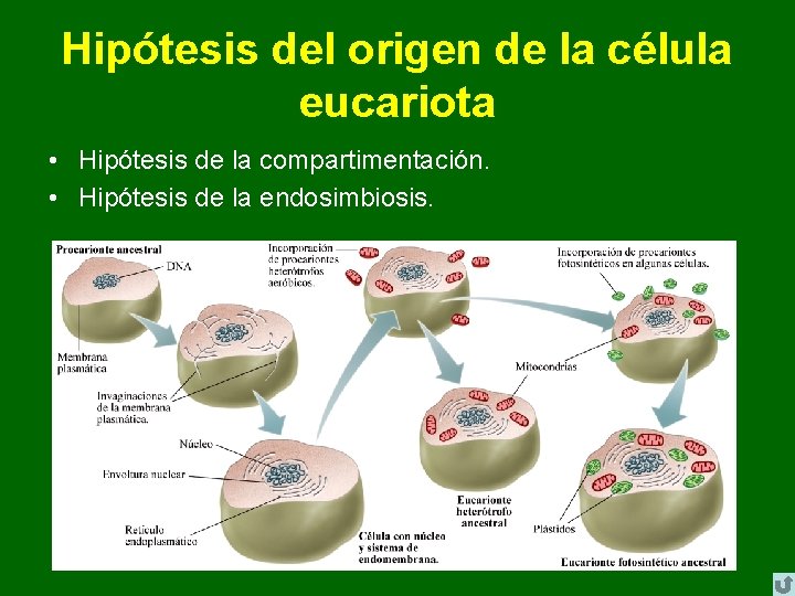 Hipótesis del origen de la célula eucariota • Hipótesis de la compartimentación. • Hipótesis