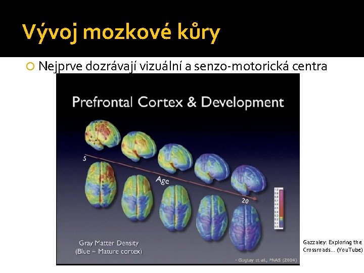 Vývoj mozkové kůry Nejprve dozrávají vizuální a senzo-motorická centra Gazzaley: Exploring the Crossroads… (You.