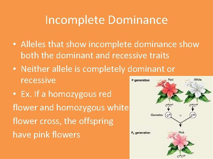 Incomplete Dominance • Alleles that show incomplete dominance show both the dominant and recessive