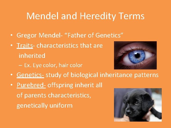 Mendel and Heredity Terms • Gregor Mendel- “Father of Genetics” • Traits- characteristics that